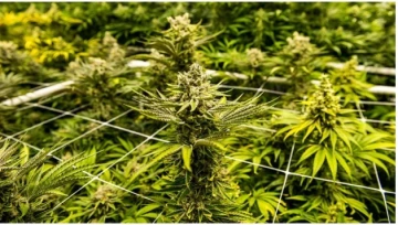 cannabis plants
